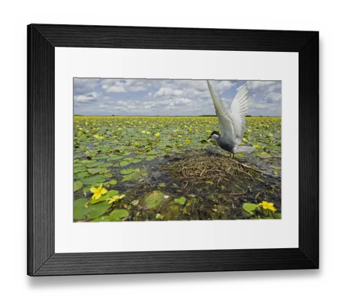 Framed Print : Whiskered tern (Chlidonias hybridus) with stretched wings on nest in lake covered Framed Print : Whiskered tern (Chlidonias hybridus) with stretched wings on nest in lake covered