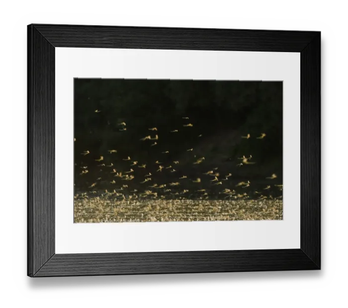 Framed Print : Tisza mayflies (Palingenia longicauda) swarming, Tisza river, Hungary, June 2009=
