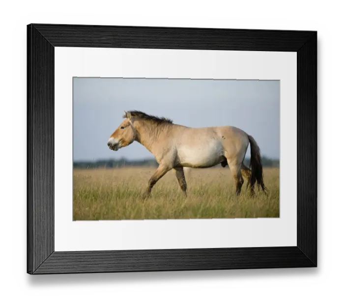 Framed Print : Przewalski horse (Equus ferus przewalskii) walking, Hortobagy National Park, Hungary