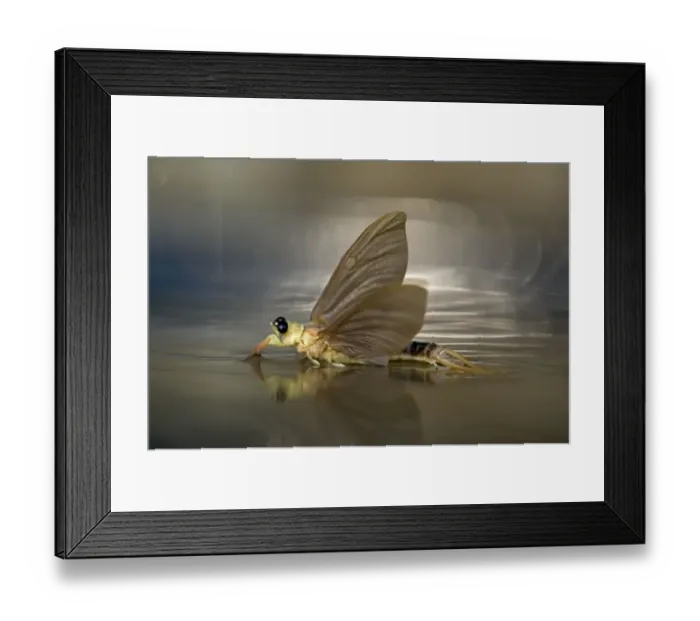 Framed Print : Tisza mayfly (Palingenia Longicauda) in the Tisza river, Hungary, June 2009 Framed Print : Tisza mayfly (Palingenia Longicauda) in the Tisza river, Hungary, June 2009