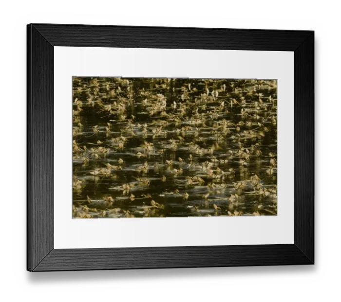 Framed Print : Tisza mayflies (Palingenia longicauda) swarming, Tisza river, Hungary, June 2009
