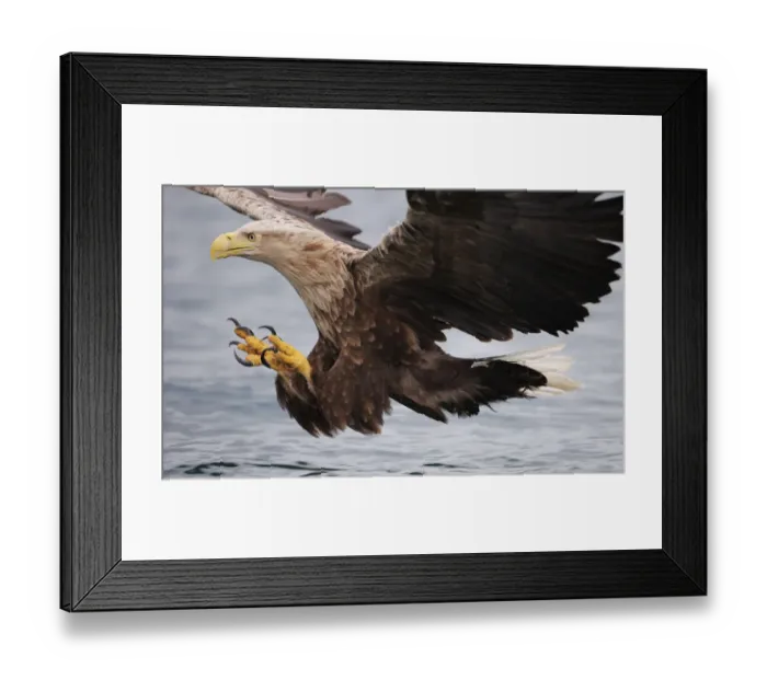 Framed Print : White-tailed sea eagle (Haliaetus albicilla) about to take fish from water, Flatanger Framed Print : White-tailed sea eagle (Haliaetus albicilla) about to take fish from water, Flatanger