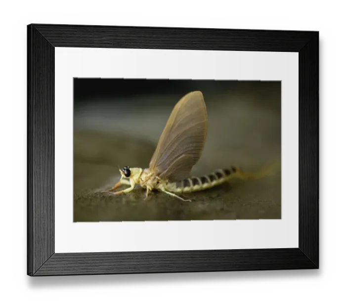 Framed Print : Tisza mayfly (Palingenia Longicauda) portrait, Tisza river, Hungary, June 2009 Framed Print : Tisza mayfly (Palingenia Longicauda) portrait, Tisza river, Hungary, June 2009