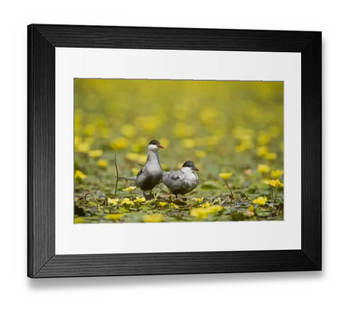 Framed Print : Two Whiskered terns (Chlidonias hybridus) on water covered with flowering Fringed Framed Print : Two Whiskered terns (Chlidonias hybridus) on water covered with flowering Fringed