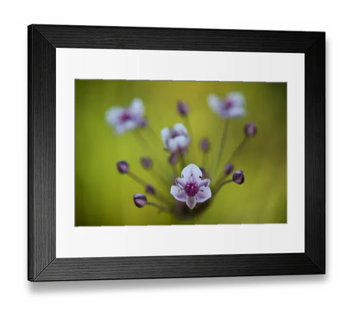 Framed Print : Flowering rush (Butomus umbellatus) flowers, Hortobagy National Park, Hungary, July 2009 Framed Print : Flowering rush (Butomus umbellatus) flowers, Hortobagy National Park, Hungary, July 2009