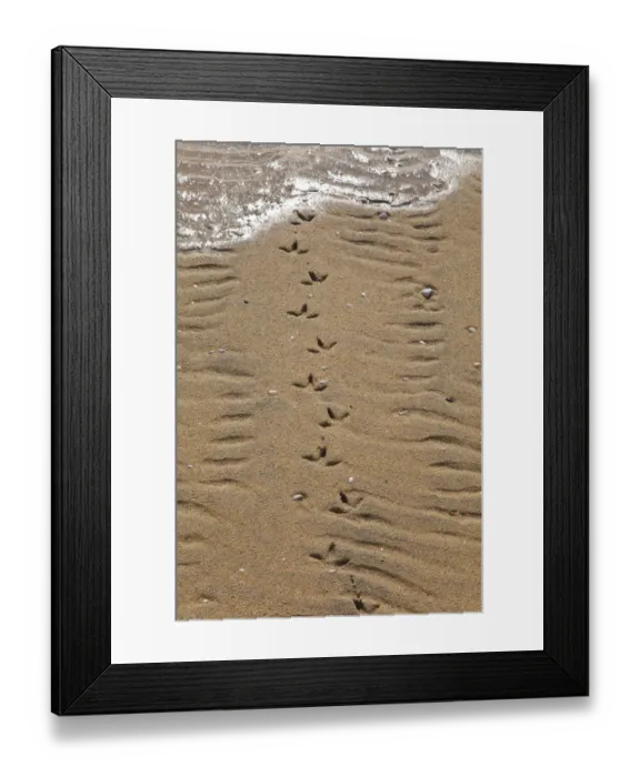 Framed Print : Common gull (Larus canus) tracks on Luskentyre Banks, South Harris Island, Outer Hebrides Framed Print : Common gull (Larus canus) tracks on Luskentyre Banks, South Harris Island, Outer Hebrides
