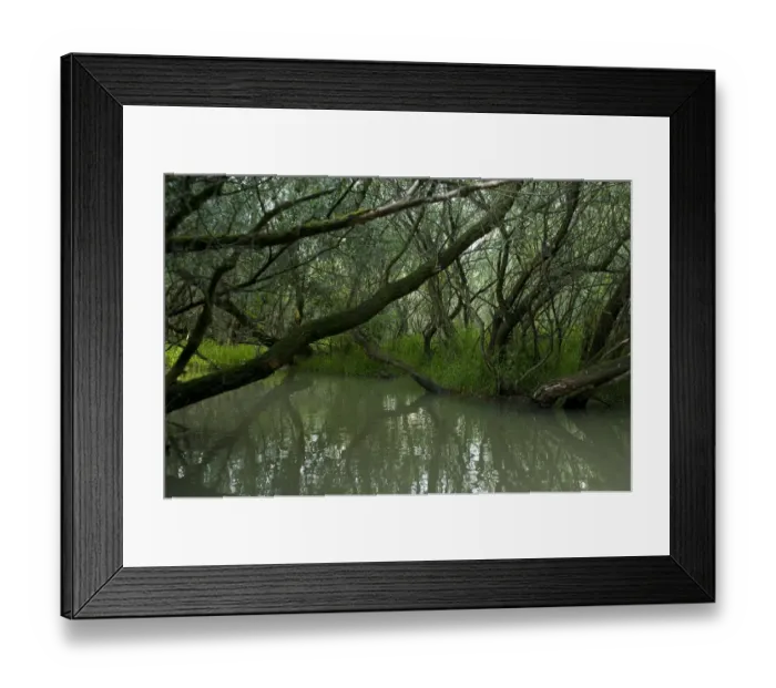 Framed Print : Trees growing on the edge of Tisza lake, Hortobagy National Park, Hungary, July 2009 Framed Print : Trees growing on the edge of Tisza lake, Hortobagy National Park, Hungary, July 2009
