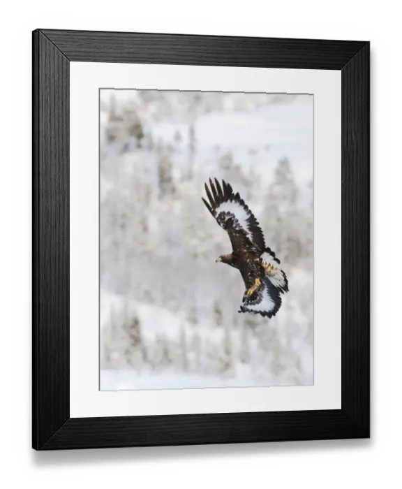Framed Print : Golden eagle (Aquila chrysaetos) in flight, Flatanger, Norway, November 2008 Framed Print : Golden eagle (Aquila chrysaetos) in flight, Flatanger, Norway, November 2008