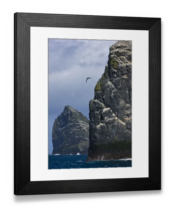 Framed Print : Northern gannet (Morus bassanus) colonies on Stac Lee and Stac an Armin, St. Kilda Archipielago Framed Print : Northern gannet (Morus bassanus) colonies on Stac Lee and Stac an Armin, St. Kilda Archipielago