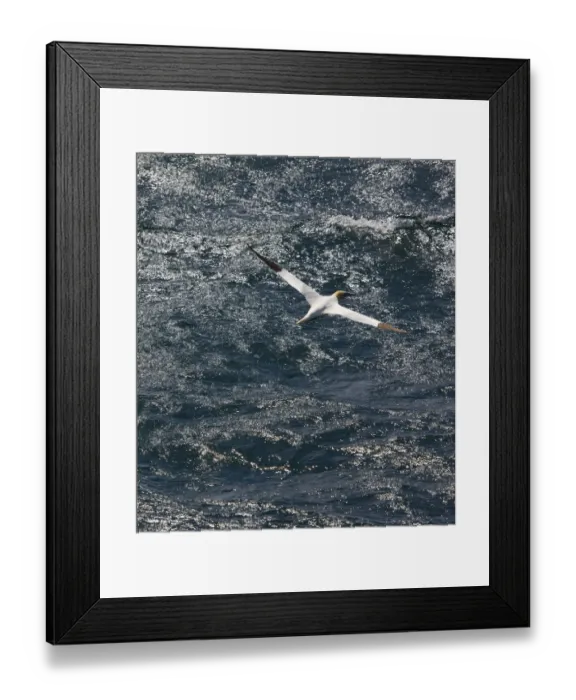 Framed Print : Northern gannet (Morus bassanus) in flight over sea, St. Kilda Archipielago, Outer Hebrides