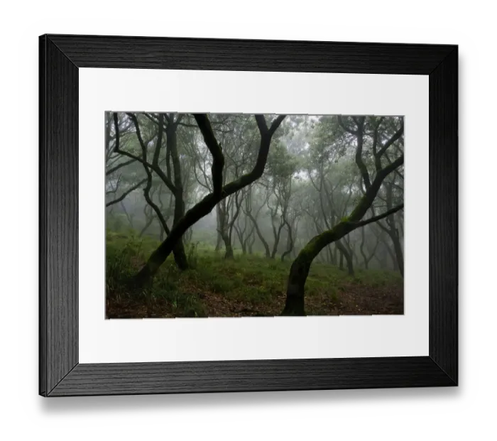 Framed Print : Misty forest in the Pico de Encumeada area, Madeira, March 2009 Framed Print : Misty forest in the Pico de Encumeada area, Madeira, March 2009