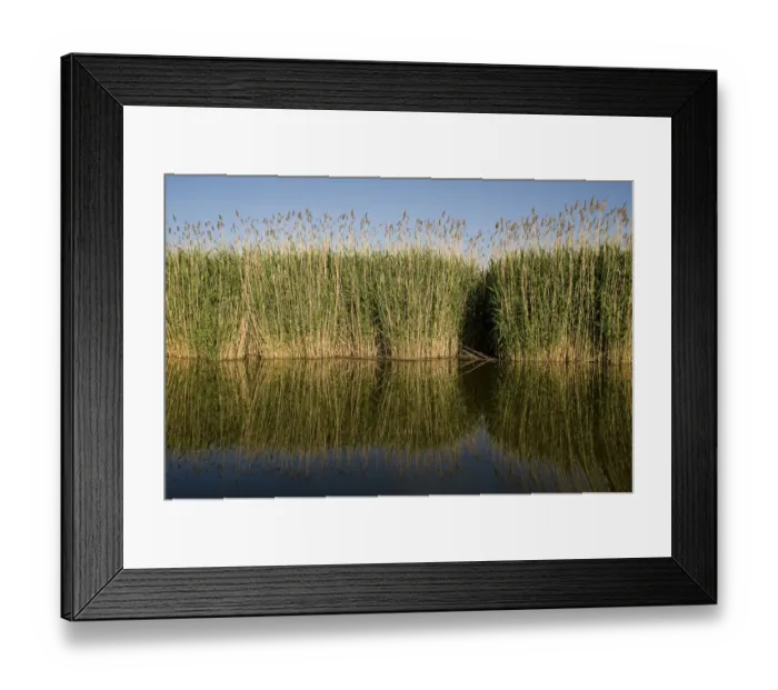 Framed Print : Reeds on in Tisza lake, Hortobagy National Park, Hungary, May 2009 Framed Print : Reeds on in Tisza lake, Hortobagy National Park, Hungary, May 2009