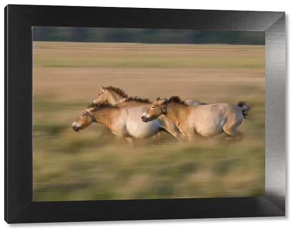 Three Przewalski horses (Equus ferus przewalskii) running, Hortobagy National Park