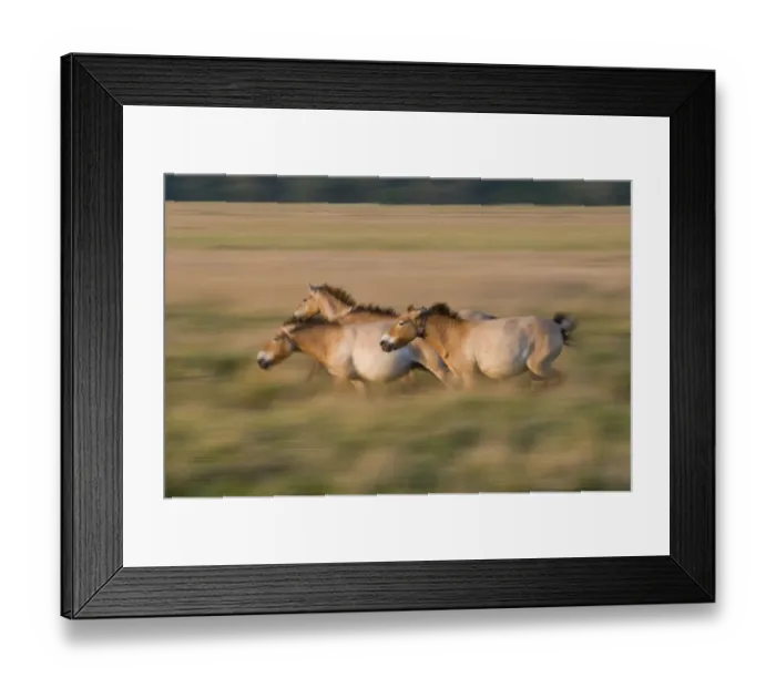 Framed Print : Three Przewalski horses (Equus ferus przewalskii) running, Hortobagy National Park Framed Print : Three Przewalski horses (Equus ferus przewalskii) running, Hortobagy National Park