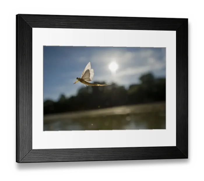 Framed Print : Tisza mayfly (Palingenia longicauda) in flight over the Tisza river, Hungary, June 2009 Framed Print : Tisza mayfly (Palingenia longicauda) in flight over the Tisza river, Hungary, June 2009