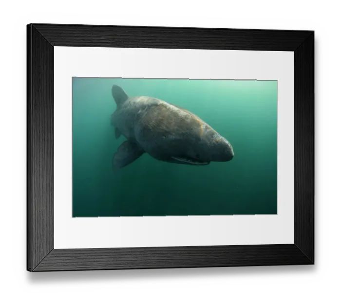 Framed Print : Basking shark (Cetorhinus maximus) Mull, Scotland, June 2009 Framed Print : Basking shark (Cetorhinus maximus) Mull, Scotland, June 2009