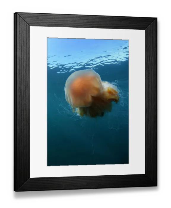 Framed Print : Lions mane jellyfish (Cyanea capillata) Mull, Scotland, June 2009 Framed Print : Lions mane jellyfish (Cyanea capillata) Mull, Scotland, June 2009