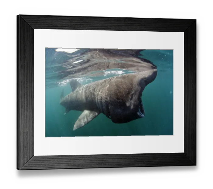 Framed Print : Basking shark (Cetorhinus maximus) feeding just below the surface, Mull, Scotland Framed Print : Basking shark (Cetorhinus maximus) feeding just below the surface, Mull, Scotland