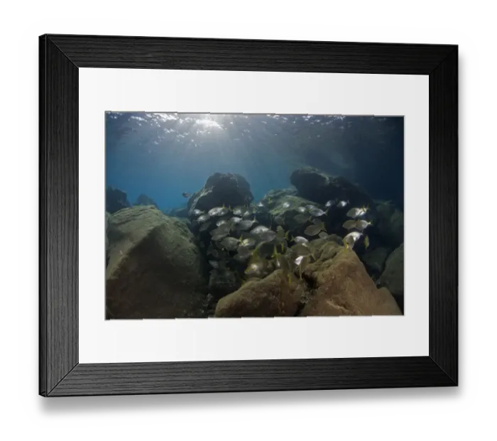 Framed Print : Saupe (Sarpa salpa) shoal, Deserta Grande, Desertas Islands, Madeira, Portugal, August Framed Print : Saupe (Sarpa salpa) shoal, Deserta Grande, Desertas Islands, Madeira, Portugal, August