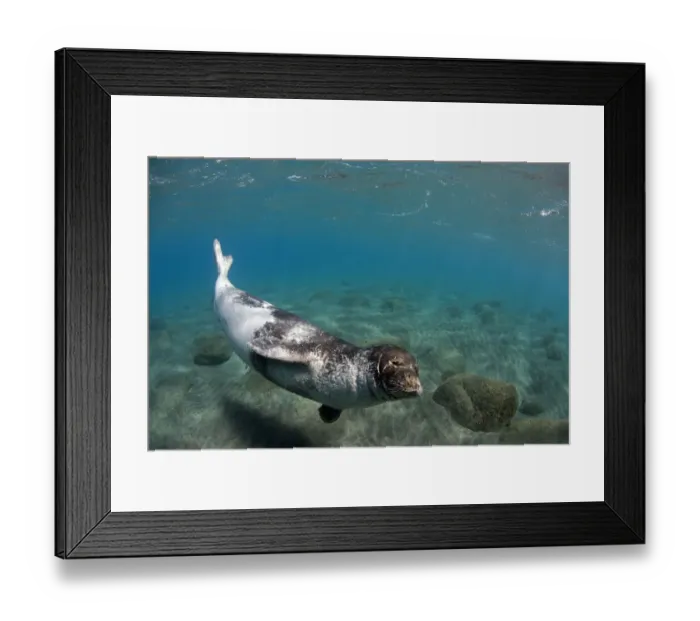 Framed Print : Large male Mediterranean Monk seal (Monachus monachus) Deserta Grande, Desertas Islands Framed Print : Large male Mediterranean Monk seal (Monachus monachus) Deserta Grande, Desertas Islands