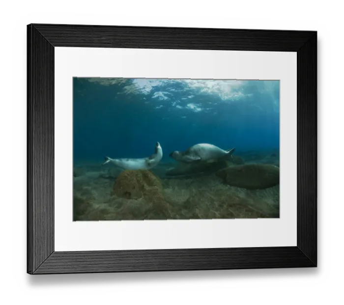 Framed Print : Mediterranean Monk seal (Monachus monachus) pair courting on rocks on seabed, Deserta Grande Framed Print : Mediterranean Monk seal (Monachus monachus) pair courting on rocks on seabed, Deserta Grande