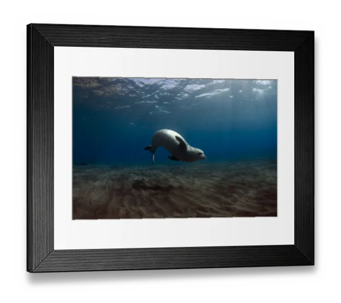 Framed Print : Female Mediterranean Monk seal (Monachus monachus) Deserta Grande, Desertas Islands Framed Print : Female Mediterranean Monk seal (Monachus monachus) Deserta Grande, Desertas Islands
