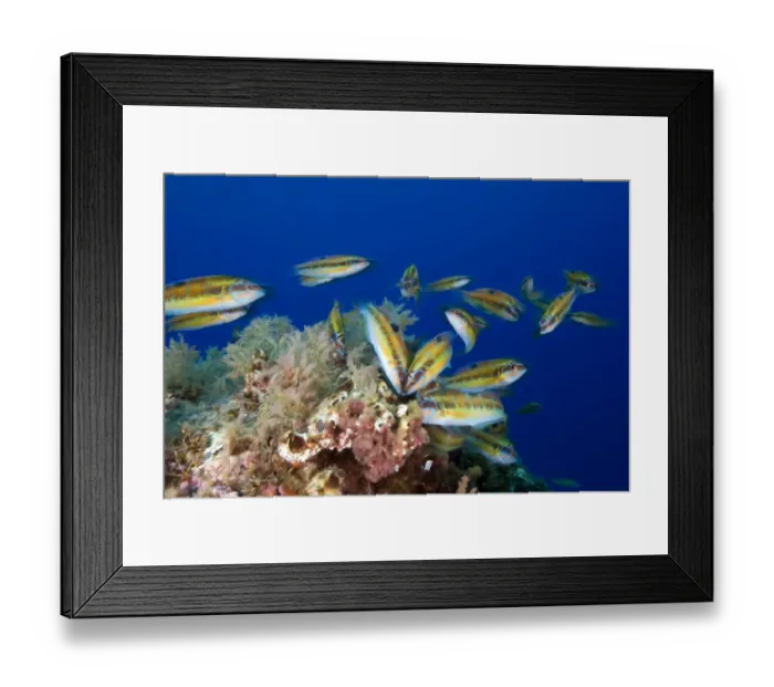 Framed Print : Ornate wrasse (Thalassoma pavo) shoal, Deserta Grande, Desertas Islands, Madeira Framed Print : Ornate wrasse (Thalassoma pavo) shoal, Deserta Grande, Desertas Islands, Madeira