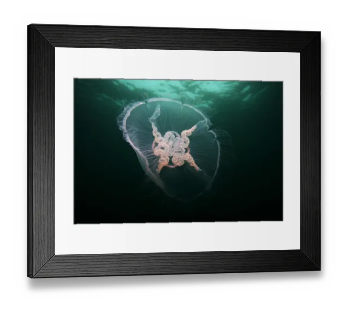 Framed Print : Jellyfish, Mull, Scotland, June 2009 Framed Print : Jellyfish, Mull, Scotland, June 2009