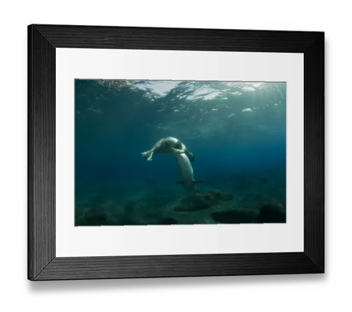 Framed Print : Mediterranean Monk seal (Monachus monachus) pair mating, Deserta Grande, Desertas Islands Framed Print : Mediterranean Monk seal (Monachus monachus) pair mating, Deserta Grande, Desertas Islands