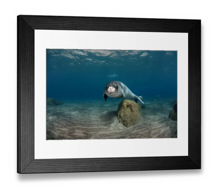 Framed Print : Mediterranean Monk seal (Monachus monachus) Deserta Grande, Desertas Islands, Madeira Framed Print : Mediterranean Monk seal (Monachus monachus) Deserta Grande, Desertas Islands, Madeira
