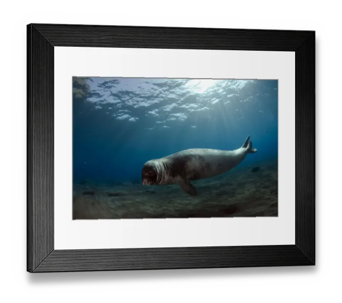 Framed Print : Male Monk seal (Monachus monachus) Deserta Grande, Desertas Islands, Madeira, Portugal Framed Print : Male Monk seal (Monachus monachus) Deserta Grande, Desertas Islands, Madeira, Portugal