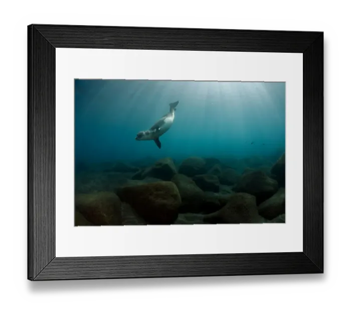 Framed Print : Mediterranean Monk seal (Monachus monachus) juvenile male, Deserta Grande, Desertas Islands Framed Print : Mediterranean Monk seal (Monachus monachus) juvenile male, Deserta Grande, Desertas Islands
