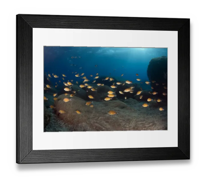 Framed Print : Shoal of Anthias, Deserta Grande, Desertas Islands, Madeira, Portugal, August 2009 Framed Print : Shoal of Anthias, Deserta Grande, Desertas Islands, Madeira, Portugal, August 2009