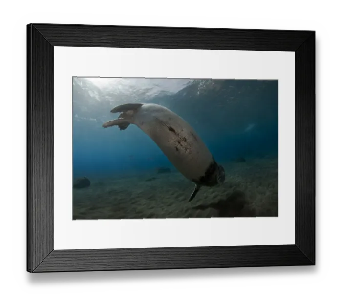 Framed Print : Mediterranean Male Monk seal (Monachus monachus) Deserta Grande, Desertas Islands Framed Print : Mediterranean Male Monk seal (Monachus monachus) Deserta Grande, Desertas Islands