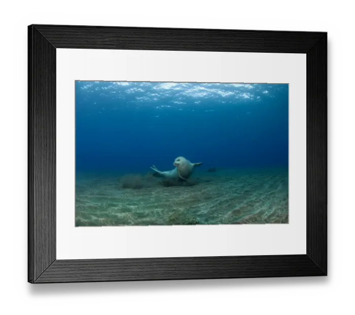 Framed Print : Mediterranean Monk Seal (Monachus monachus) juvenile female hunting, Areias, Deserta Grande Framed Print : Mediterranean Monk Seal (Monachus monachus) juvenile female hunting, Areias, Deserta Grande