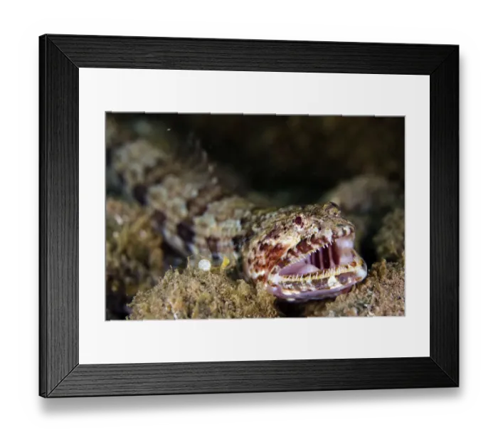 Framed Print : Diamond lizardfish (Synodus synodus) with mouth open showing teeth, Deserta Grande Framed Print : Diamond lizardfish (Synodus synodus) with mouth open showing teeth, Deserta Grande