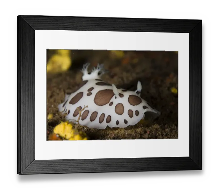 Framed Print : Nudibranch, Deserta Grande, Desertas Islands, Madeira, Portugal, August 2009 Framed Print : Nudibranch, Deserta Grande, Desertas Islands, Madeira, Portugal, August 2009