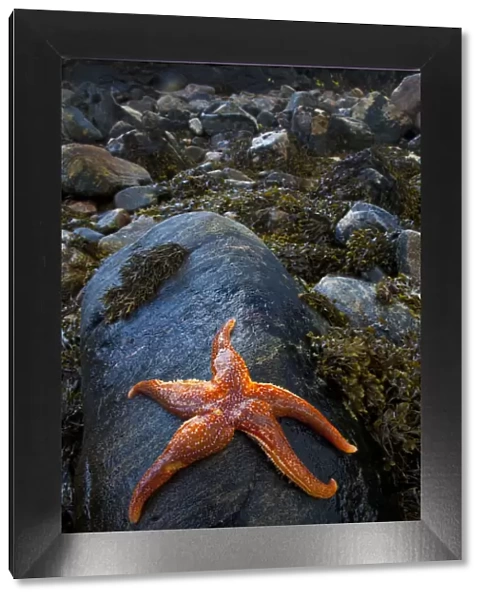 Starfish on rock at low tide, Dail Beag Beach, Lewis, Outer Hebrides, Scotland, UK