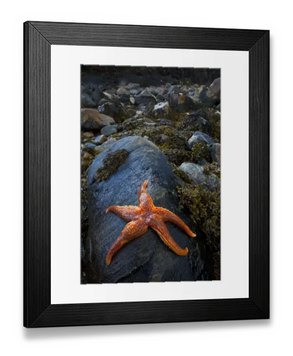 Framed Print : Starfish on rock at low tide, Dail Beag Beach, Lewis, Outer Hebrides, Scotland, UK Framed Print : Starfish on rock at low tide, Dail Beag Beach, Lewis, Outer Hebrides, Scotland, UK
