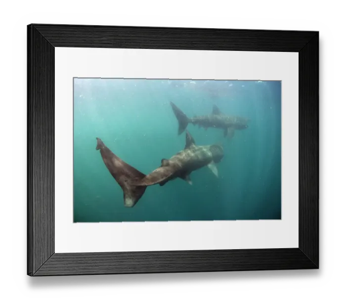 Framed Print : Two Basking sharks (Cetorhinus maximus) Mull, Scotland, June 2009