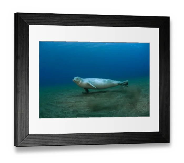 Framed Print : Mediterranean Monk Seal (Monachus monachus) juvenile female hunting on seabed, Areias Framed Print : Mediterranean Monk Seal (Monachus monachus) juvenile female hunting on seabed, Areias