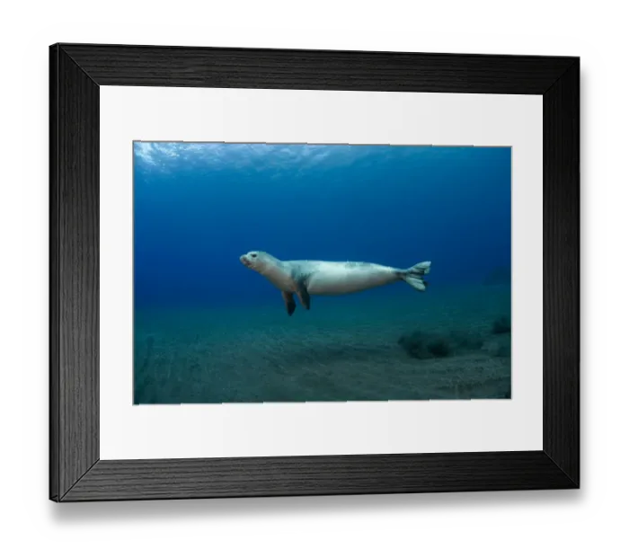 Framed Print : Mediterranean Monk Seal (Monachus monachus) juvenile female hunting, Areias, Deserta Grande Framed Print : Mediterranean Monk Seal (Monachus monachus) juvenile female hunting, Areias, Deserta Grande