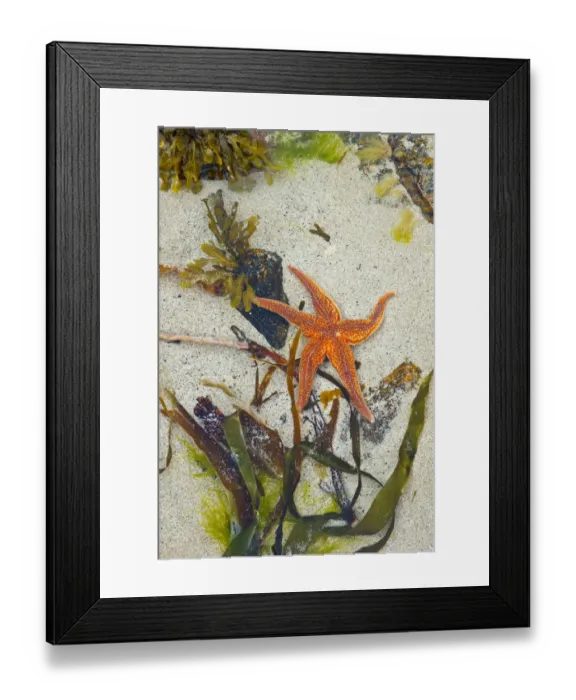 Framed Print : Starfish on Dail Beag Beach at low tide, Lewis, Outer Hebrides, Scotland, UK, June 2009 Framed Print : Starfish on Dail Beag Beach at low tide, Lewis, Outer Hebrides, Scotland, UK, June 2009