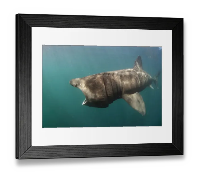 Framed Print : Basking shark (Cetorhinus maximus) feeding, Mull, Scotland, June 2009 Framed Print : Basking shark (Cetorhinus maximus) feeding, Mull, Scotland, June 2009