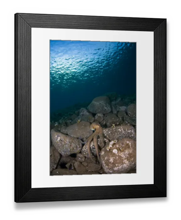 Framed Print : Octopus on rocks, Deserta Grande, Desertas Islands, Madeira, Portugal, August 2009 Framed Print : Octopus on rocks, Deserta Grande, Desertas Islands, Madeira, Portugal, August 2009