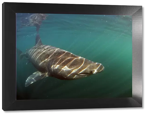 Basking shark (Cetorhinus maximus) swimming just below the surface with light patterns on body