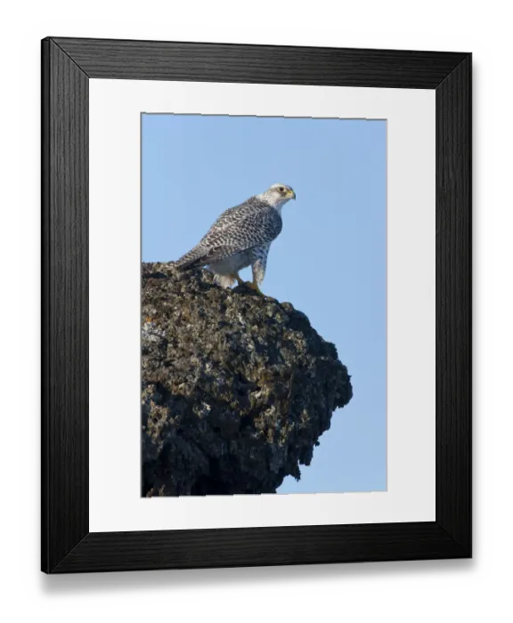 Framed Print : Female Gyrfalcon (Falco rusticolus) on rock ledge, Myvatn, Thingeyjarsyslur, Iceland Framed Print : Female Gyrfalcon (Falco rusticolus) on rock ledge, Myvatn, Thingeyjarsyslur, Iceland