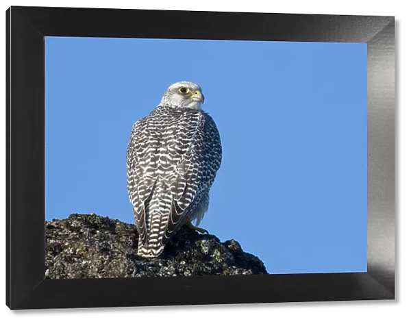 Female Gyrfalcon (Falco rusticolus) on rock, Myvatn, Thingeyjarsyslur, Iceland, April