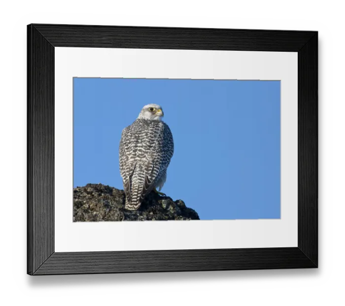 Framed Print : Female Gyrfalcon (Falco rusticolus) on rock, Myvatn, Thingeyjarsyslur, Iceland, April Framed Print : Female Gyrfalcon (Falco rusticolus) on rock, Myvatn, Thingeyjarsyslur, Iceland, April
