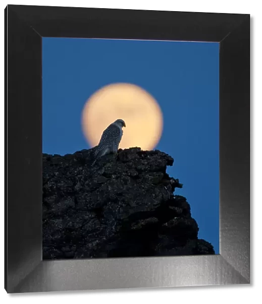 Gyrfalcon (Falco rusticolus) on rock silhouetted against full moon, Myvatn, Thingeyjarsyslur